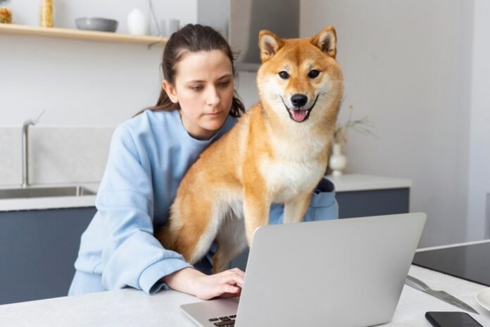 shiba inu news